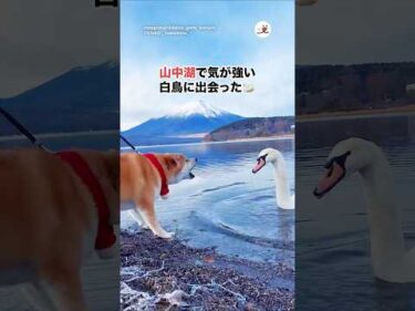 山中湖で気が強い白鳥に出会った🦢｜PECO