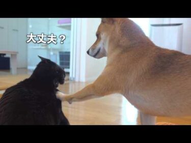 猫たちの病院と聞いた柴犬妹が、母の顔になりました