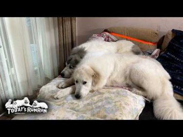 アランに甘えて…ベルに甘えて…ふたりがいれば安心の末っ子のリリーです　Great Pyrenees　グレートピレニーズ