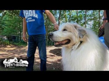 毎朝のドッグラン内散歩で足腰のトレーニングは欠かさないアランです　Great Pyrenees　グレートピレニーズ