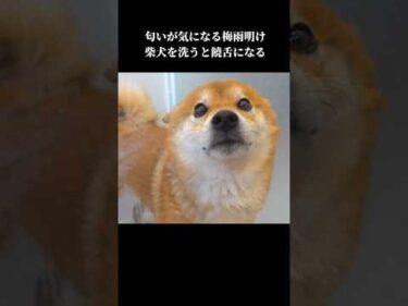 柴犬は苦手なシャワー中、犬語で文句を言う姿がかわいい  #shibainu #犬のいる暮らし #可愛い