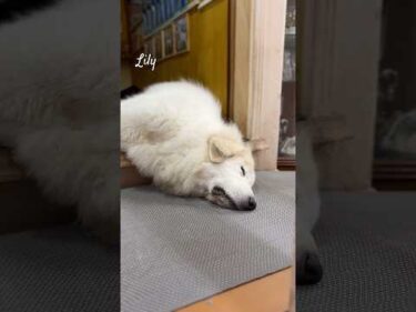 Lily リリー #greatpyrenees #todaysrunrun #グレートピレニーズ #今日のルンルン