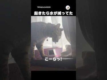 枕元に置いてた水飲まれてた💧｜PECO
