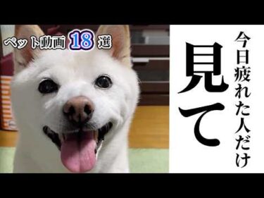 【もはや薬🍀】疲れた日に見る動画18選｜PECO