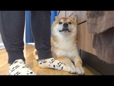 柴犬がシニアになった今、暴露します