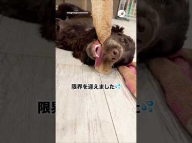 限界を迎えたので新しいテーブルに変えました！｜PECO