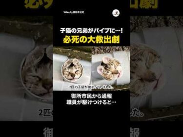 パイプから救出された兄弟猫｜PECO
