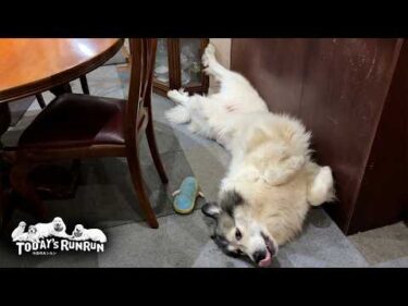 すっかりお姉さんだけど…ひとりだと寂しいしおもちゃでも遊びたいベルです　Great Pyrenees　グレートピレニーズ