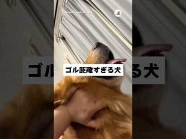 ゴルさんを間近でどうぞ｜PECO