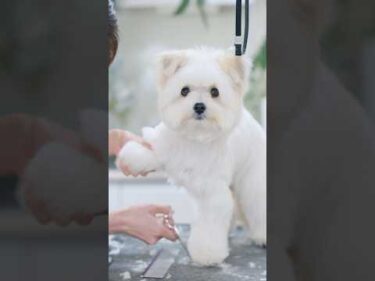 【動画全編は⬆️】まんまるお目目の可愛すぎるポメマルをトリミングしたら・・・