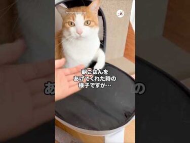 一晩家をあけなきゃいけない日に友人にお世話を頼んだら…｜PECO