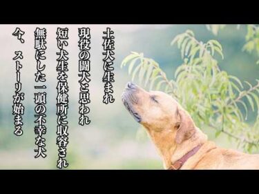 【未公開動画集】土佐犬に生まれた事で闘犬に間違われ保健所に長期間収容された犬のストーリーが今始まる