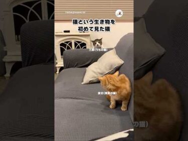 実家の猫と初対面した時のうちの猫｜PECO
