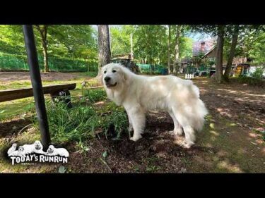 ルンルン家穴掘り継承犬？穴掘りに熱心なリリーです　Great Pyrenees　グレートピレニーズ