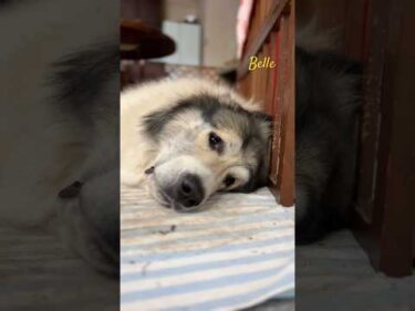 Belle ベル #greatpyrenees #todaysrunrun #グレートピレニーズ #今日のルンルン