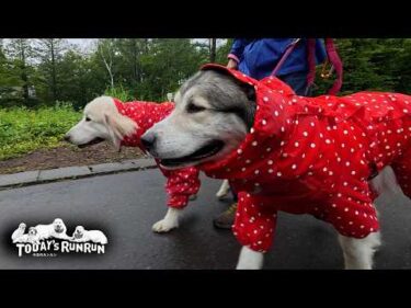 赤いカッパを気にする事なくズンズン歩くベルとリリーです　Great Pyrenees　グレートピレニーズ