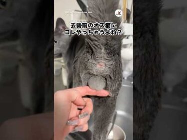 去勢前のオス猫の飼い主、絶対これやるよね？｜PECO