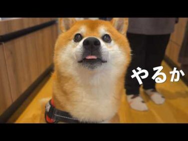 柴犬ハチ家、動きます