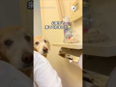 具合が悪くてトイレにいたら…😭｜PECO