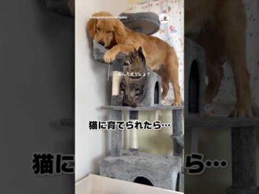 猫になりたいときもある｜PECO