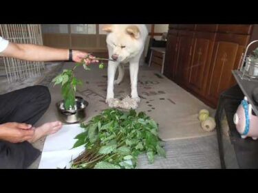 【秋田犬ゆうき】山菜の下処理を始めた飼い主に付き合いたかったが退屈過ぎてすぐに飽きる【akita dog】