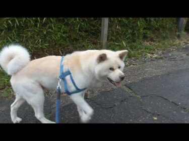 【秋田犬ゆうき】よし今だ！と飼い主の言葉を信じカッパ無しでお散歩に出たらすぐ雨が降って来た【akita dog】