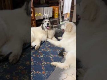 Belle Lily #greatpyrenees #todaysrunrun #グレートピレニーズ #今日のルンルン