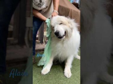 Alain アラン #greatpyrenees #todaysrunrun #グレートピレニーズ #今日のルンルン
