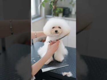 フワッフワすぎる子犬をカットしたら・・・