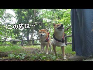 拒否犬になった柴犬、その理由にママは救われました