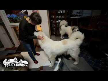 監視カメラでお留守番中のイタズラがバレたリリーです　Great Pyrenees　グレートピレニーズ