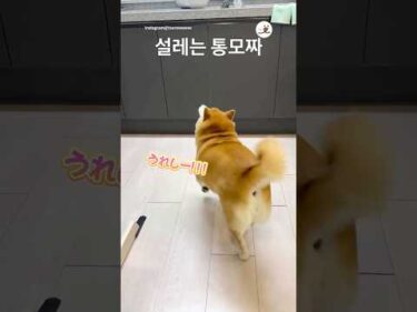 料理がはじまるとステップしちゃう柴犬｜PECO