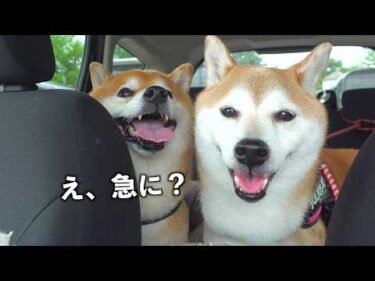 実家の柴犬と帰ると、大変なことになりました