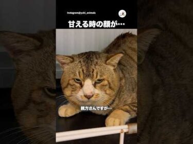 【保護猫】露骨に甘える親方さん🐱｜PECO