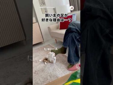 飼い主の足が好きすぎる｜PECO