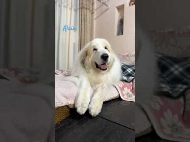 Alain アラン #greatpyrenees #todaysrunrun #グレートピレニーズ #今日のルンルン