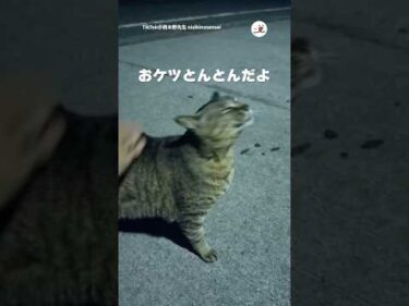 おケツとんとんの催促が止まらなくなる猫さん｜PECO