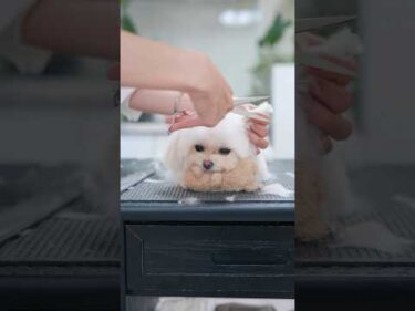 眠たくてぺたんこになっちゃう子犬をカットしたら・・・