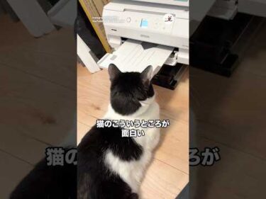 猫のこういうとこが面白い｜PECO