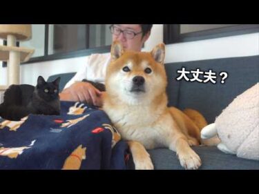柴犬がパパを心配した日、もうひとりが病院へ