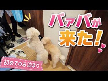 パパ不在のピンチにバァバ登場！妊娠中ママと愛犬を助ける初お泊まり！