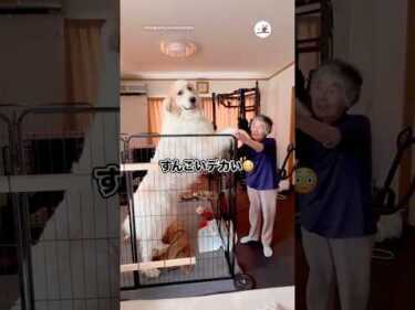 ふたりの身長差がヤバい｜PECO