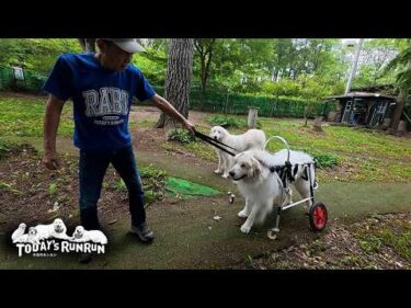 犬用車椅子をあれこれ試行錯誤中の人間とアランです Great Pyrenees　グレートピレニーズ