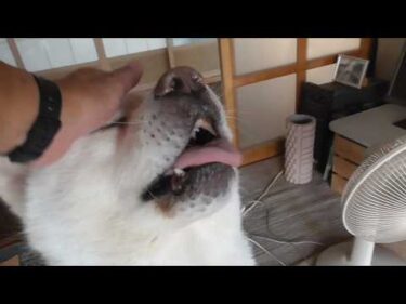 【秋田犬ゆうき】暑い夏のお散歩は帰宅後のキンキンに冷えたお部屋だけを楽しみに歩いています【akita dog】