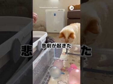 予想外だった悲劇｜PECO