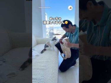 猫を迎えることに反対してたパパが…｜PECO