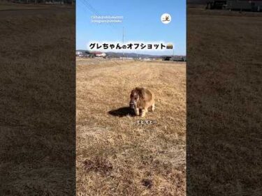 ちょこちょこ歩くミニチュアホース｜PECO