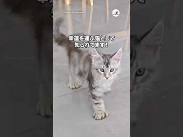 ヘミングウェイキャットとは…｜PECO