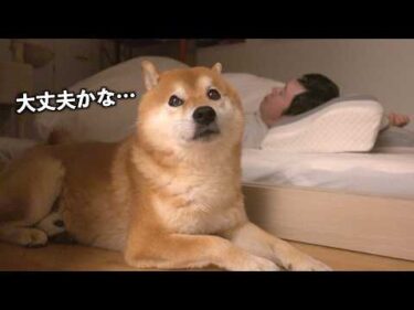散歩に行けない柴犬は、もっと心配なことがありました