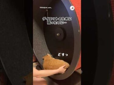 猫さんのダイエットのために買ったけど｜PECO